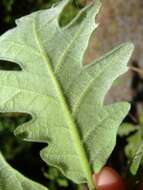 Image of Iberian white oak