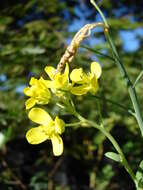 Image of common mustard