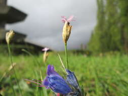 Image of Proliferous Pink