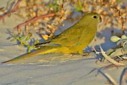 Image of Rock Parrot