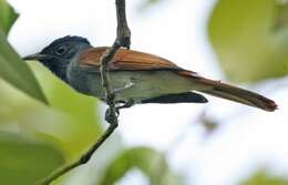 Image of Amur Paradise Flycatcher