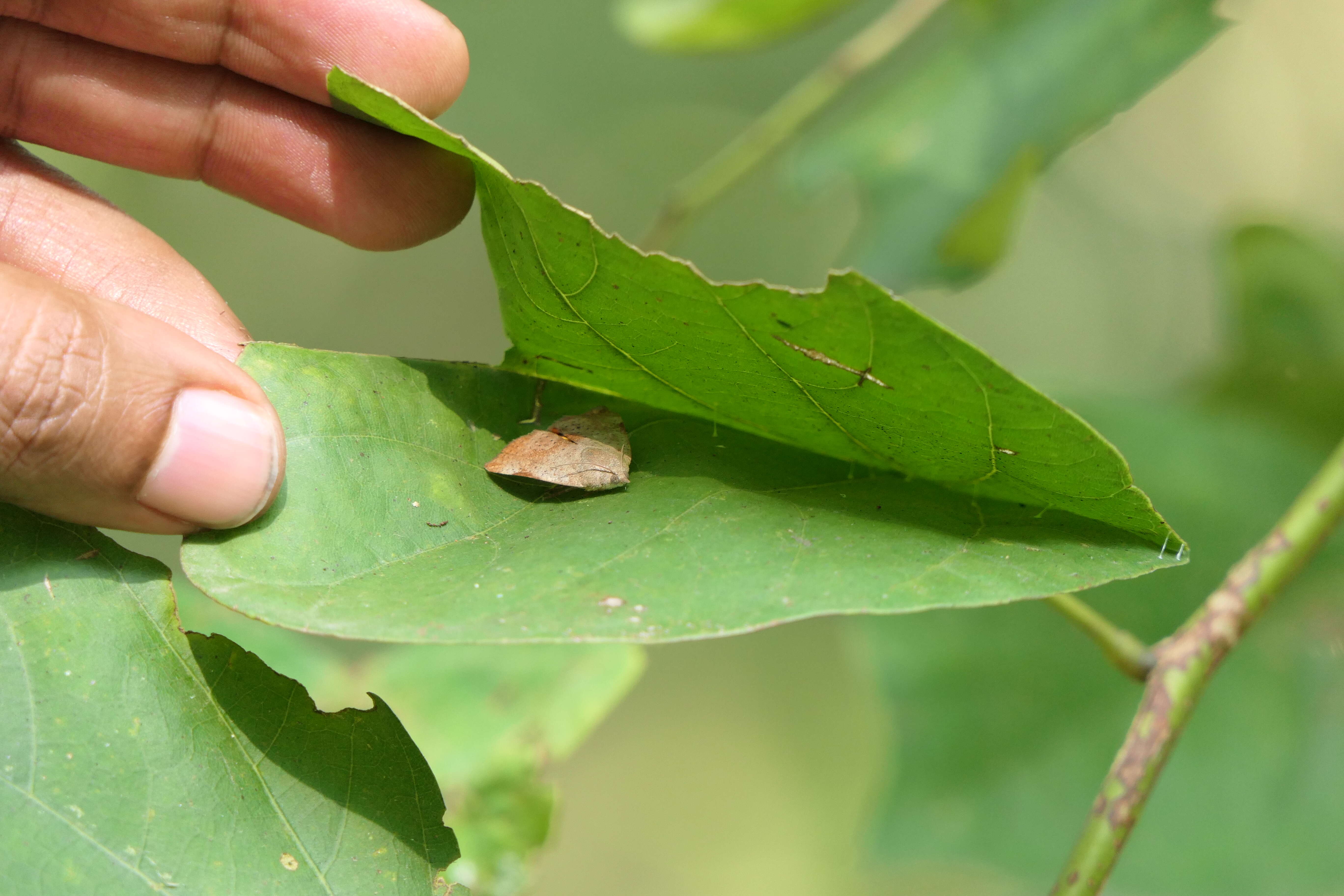 Image of Moth