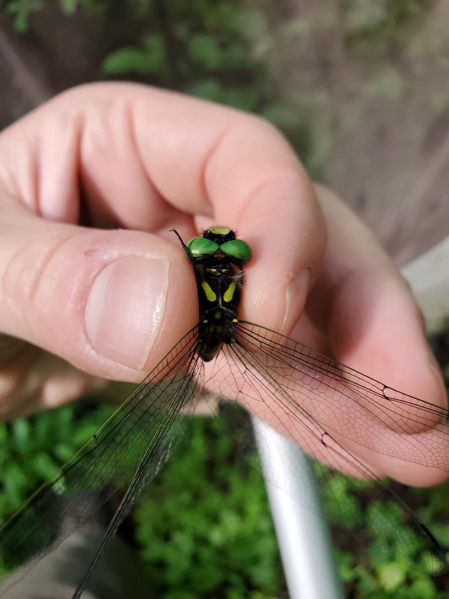 Image of Tiger Spiketail