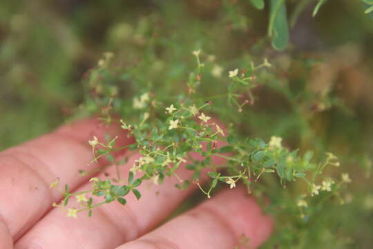 Image of bedstraw