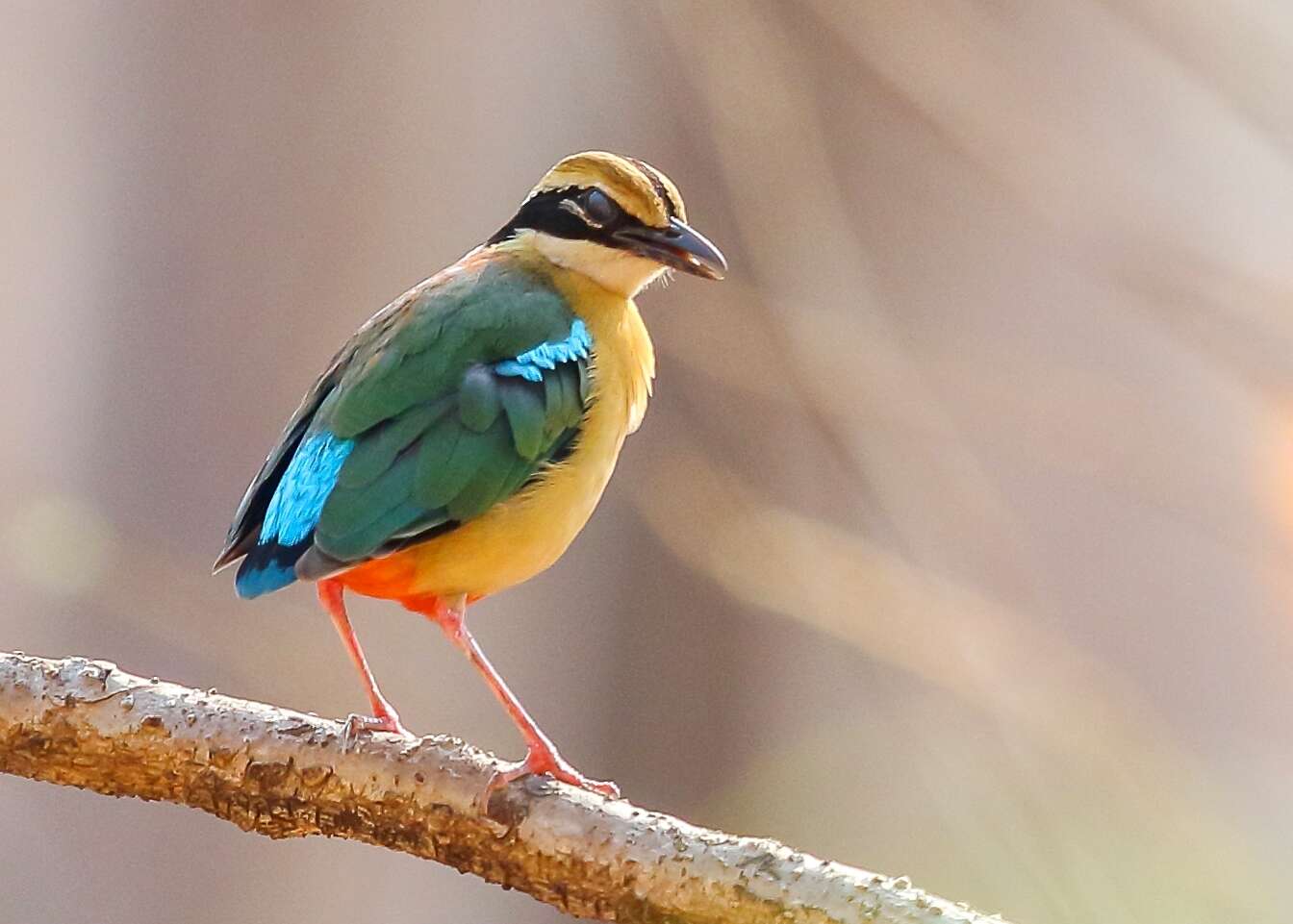 Plancia ëd Pitta brachyura (Linnaeus 1766)