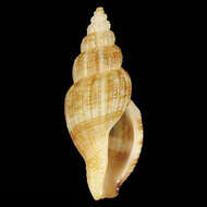 Image of Kuroshiodaphne aurea Stahlschmidt, Poppe & Tagaro 2018