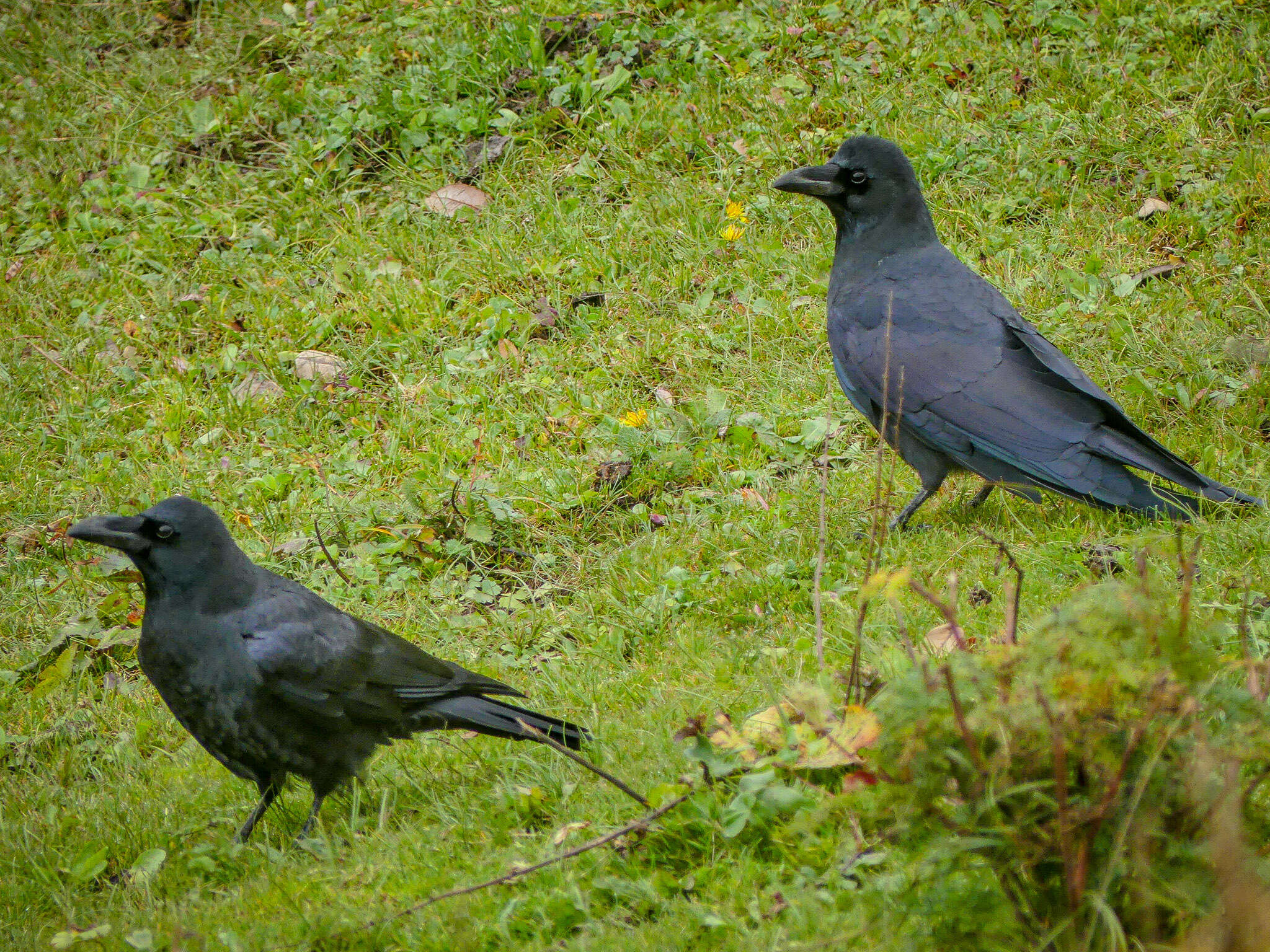 Image of Large-billed Crow