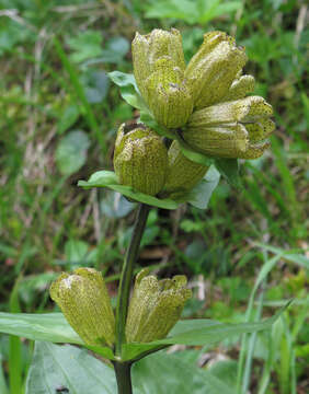 Image of Spotted Gentian