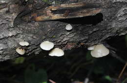 Image of Crepidotus mollis (Schaeff.) Staude 1857