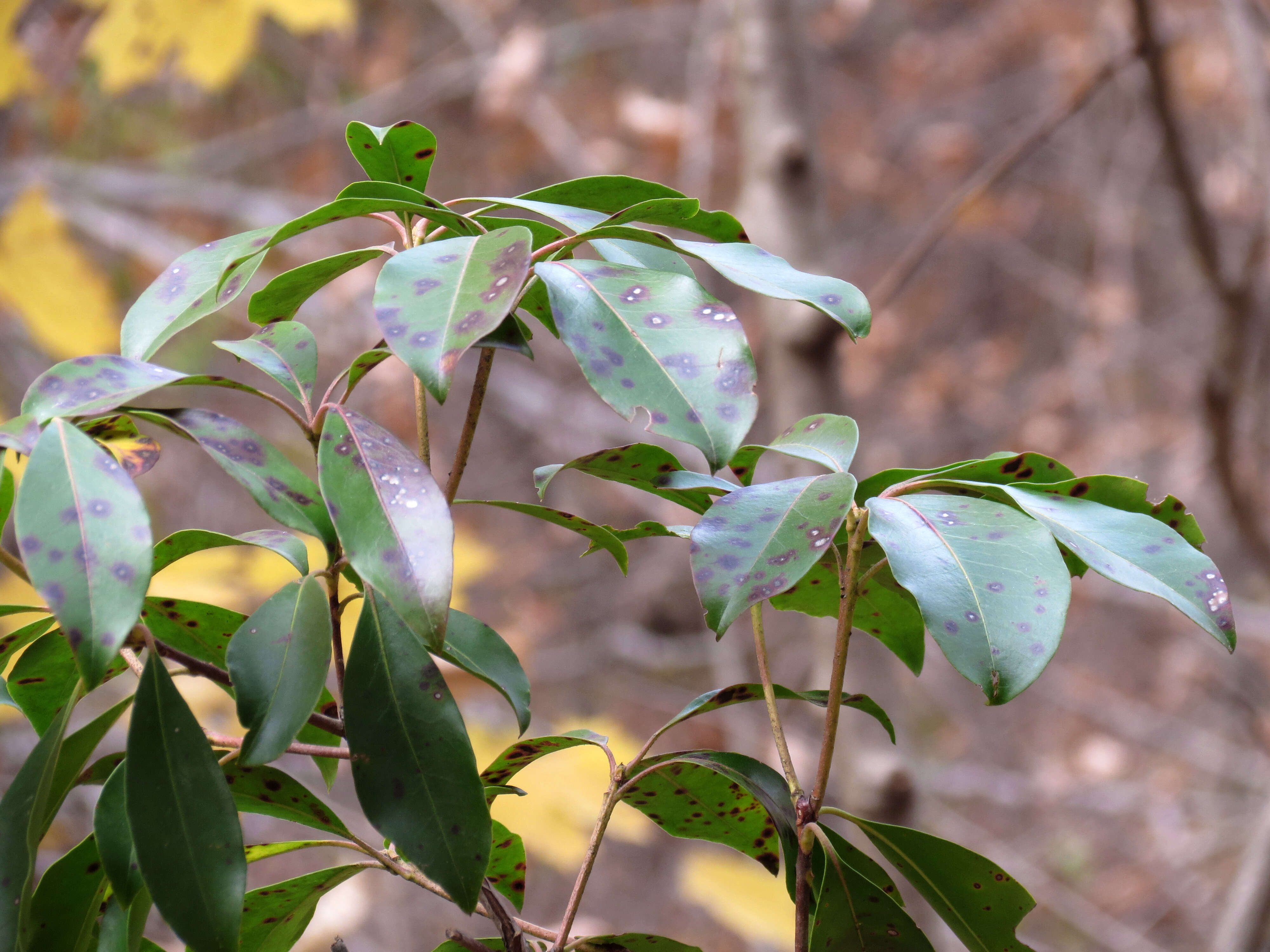 Image of mountain laurel