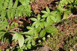 Image of fragrant bedstraw