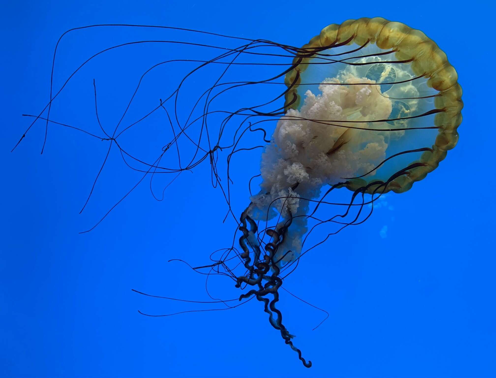 Image of Sea nettle