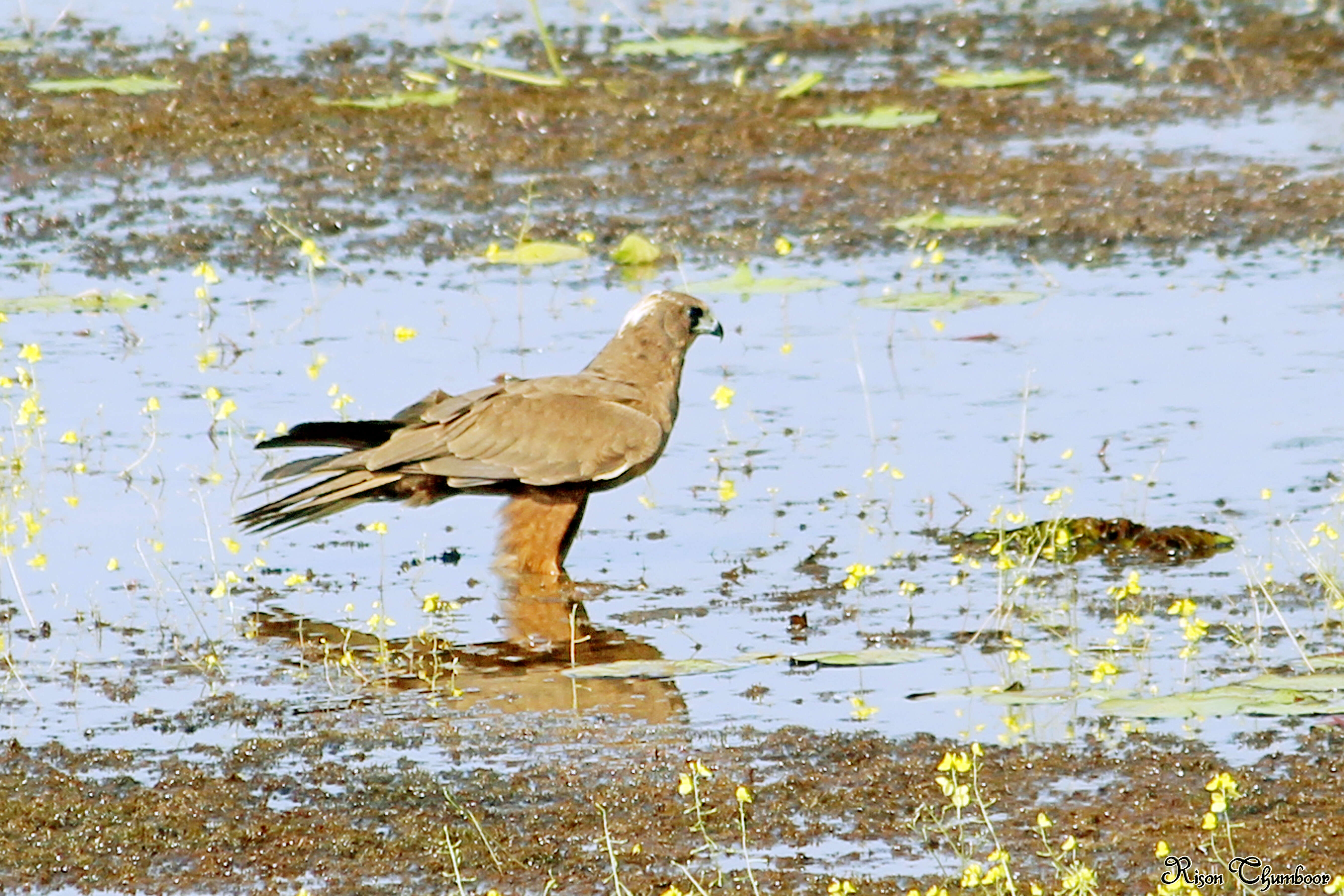 Imagem de Circus aeruginosus (Linnaeus 1758)