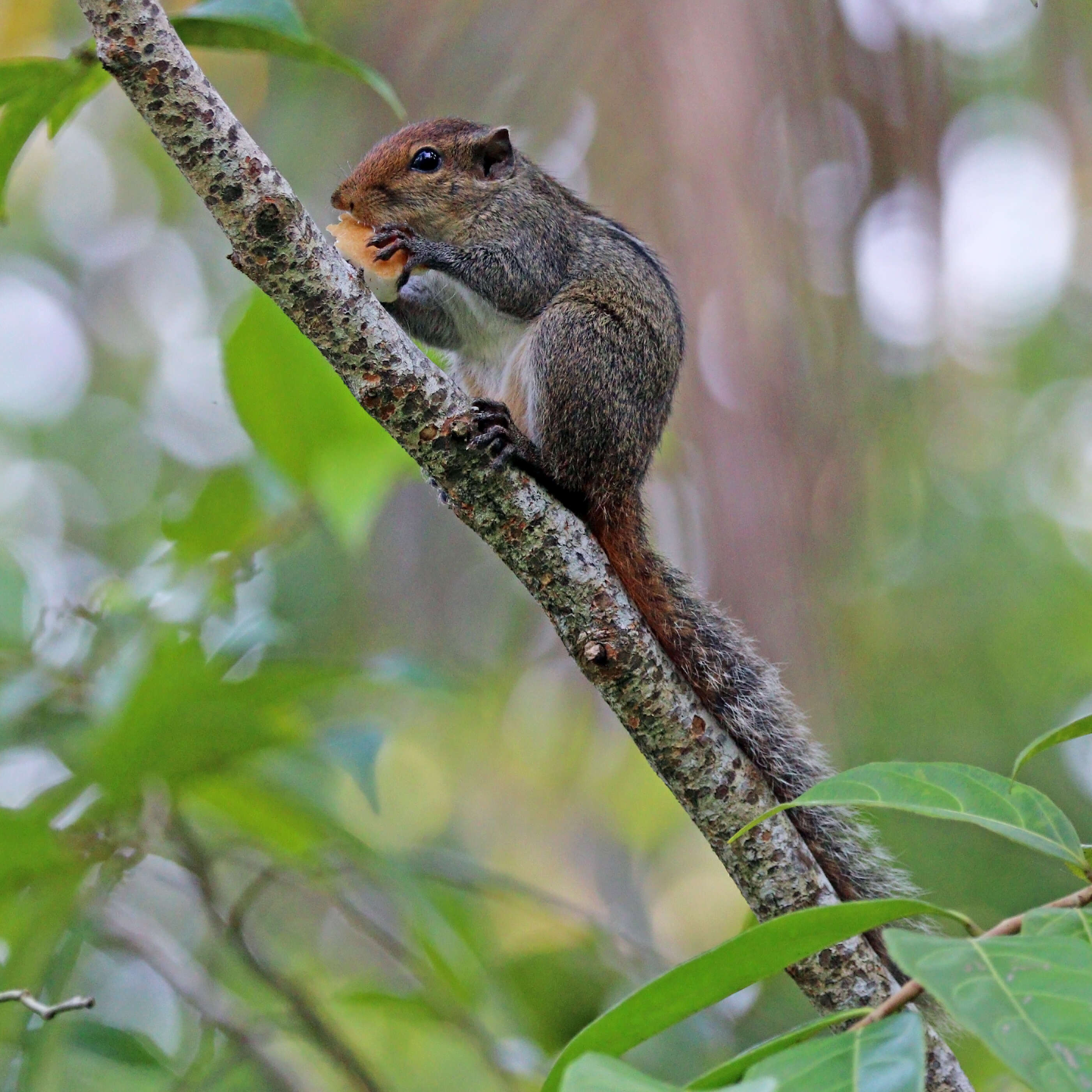 Sivun Funambulus tristriatus (Waterhouse 1837) kuva