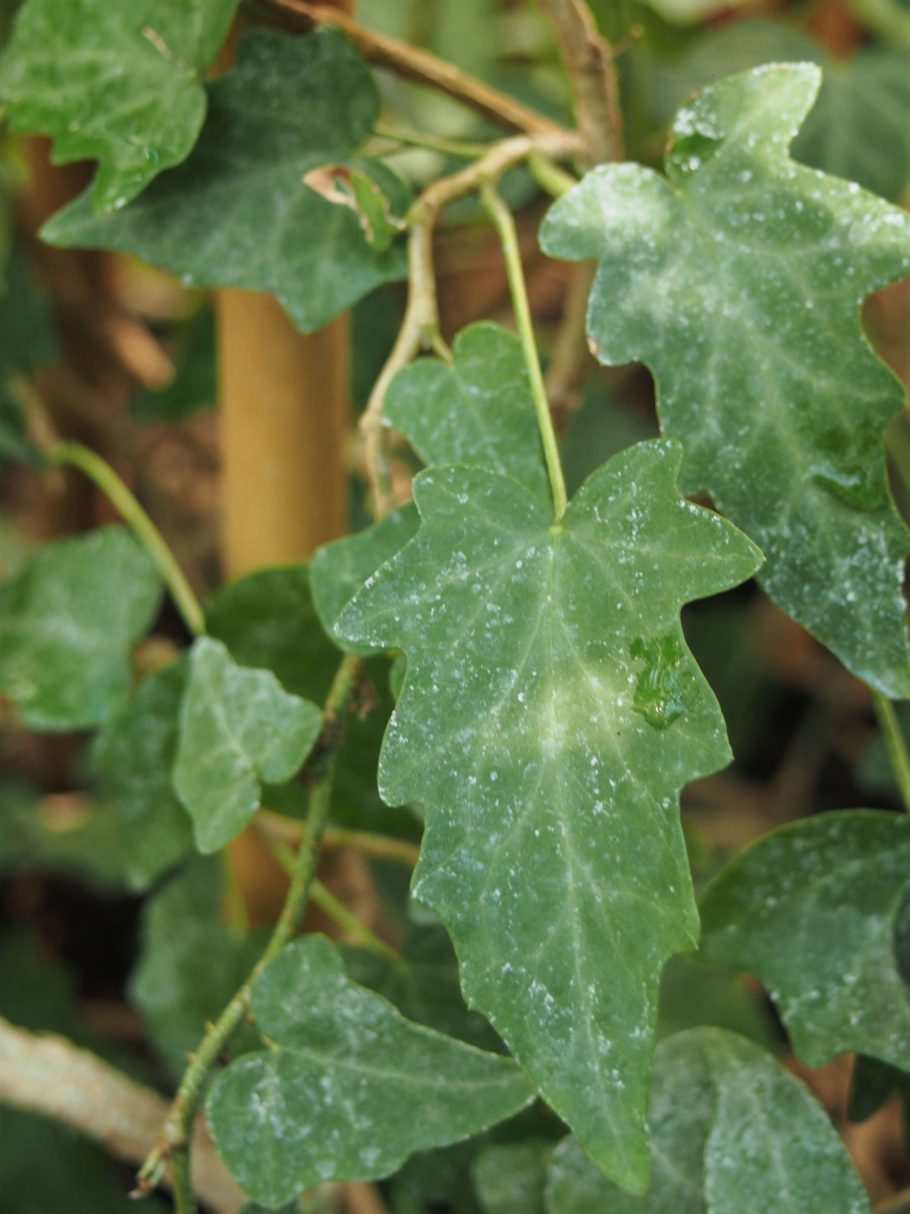 Hedera nepalensis K. Koch resmi