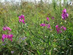 Image of Everlasting pea