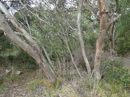 Image of Jerdacuttup Mallee