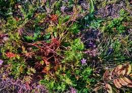 Image of Common Stork's-bill