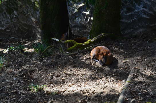 Image of Barking Deer