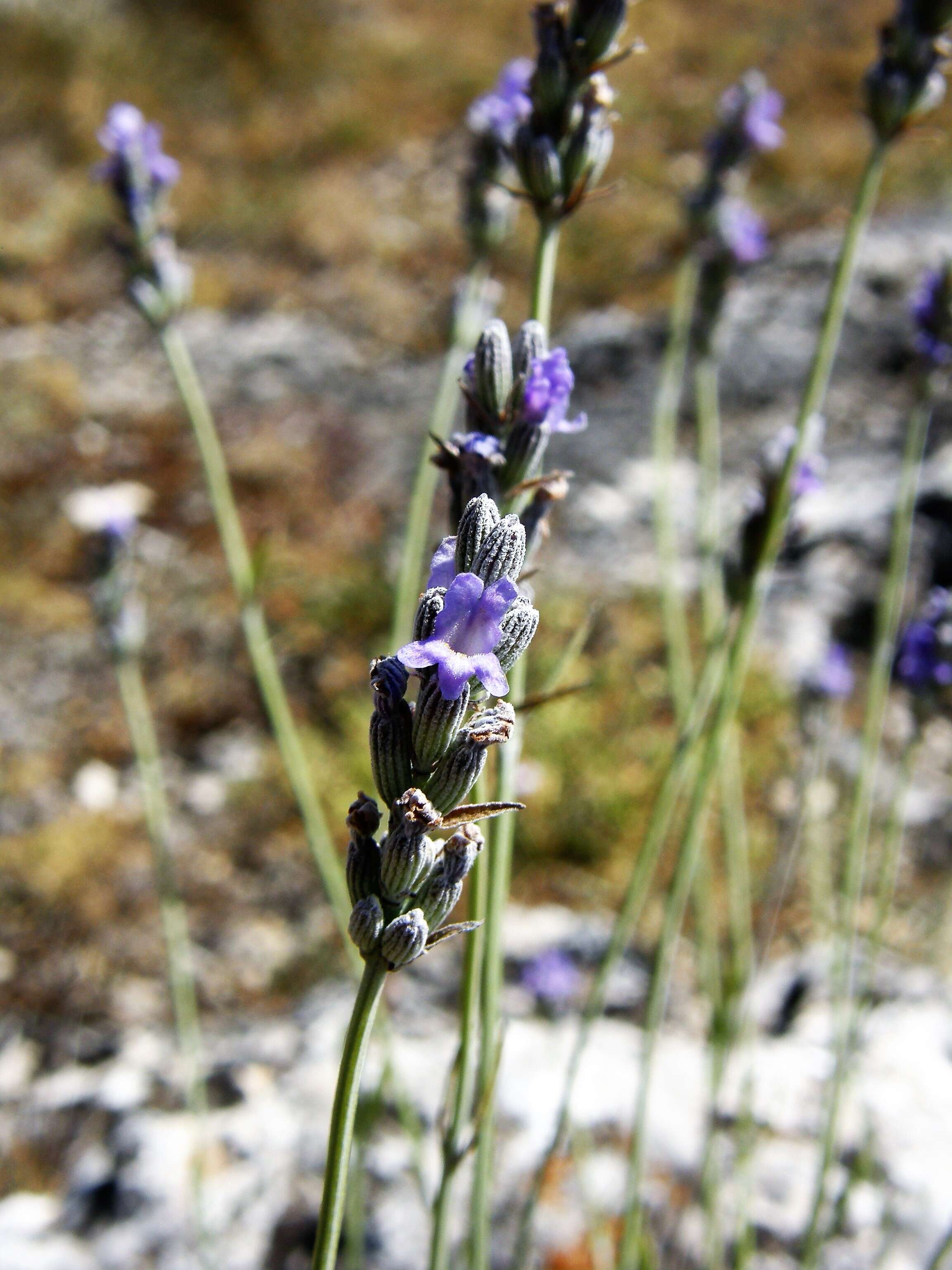 Слика од Lavandula angustifolia Mill.