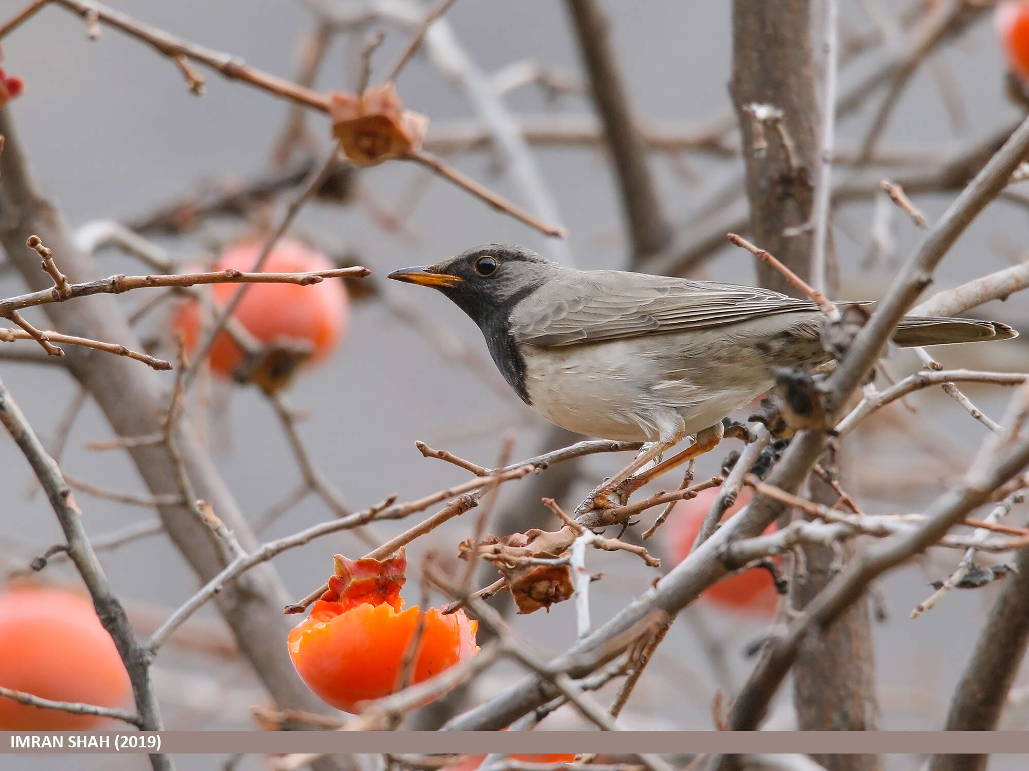 Image of Black-throated Thrush