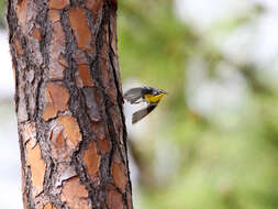 Image of Bahama Warbler