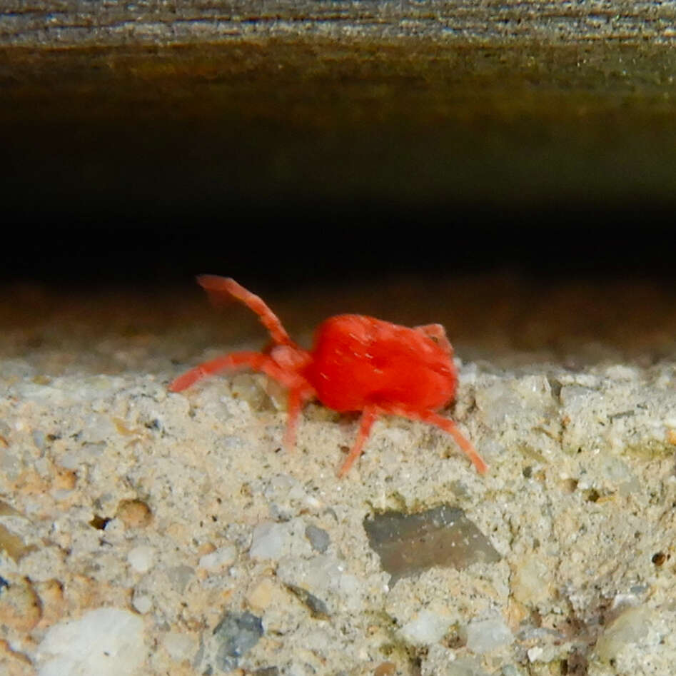 Image of Trombidium holosericeum