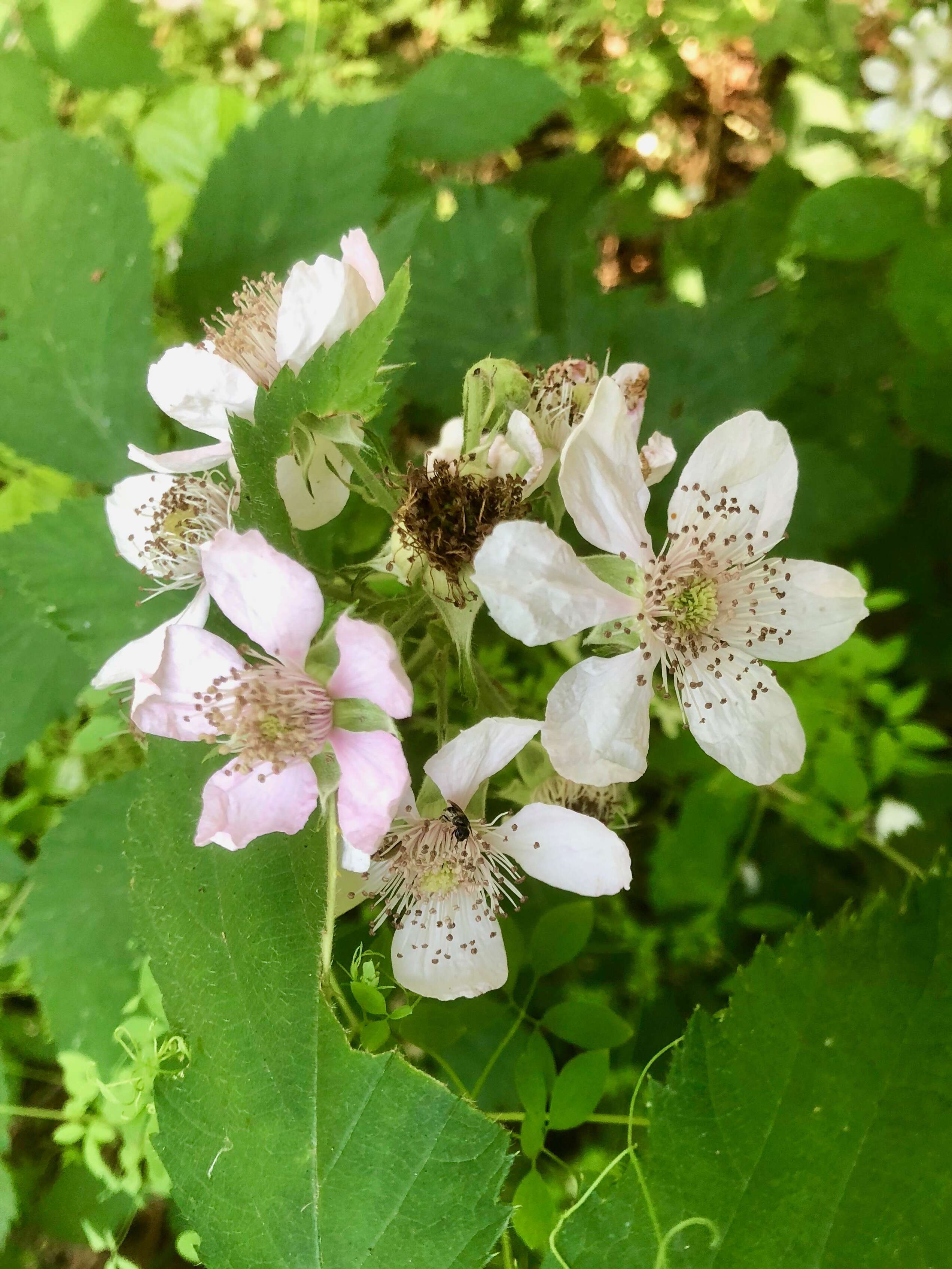 Image of Himalayan blackberry