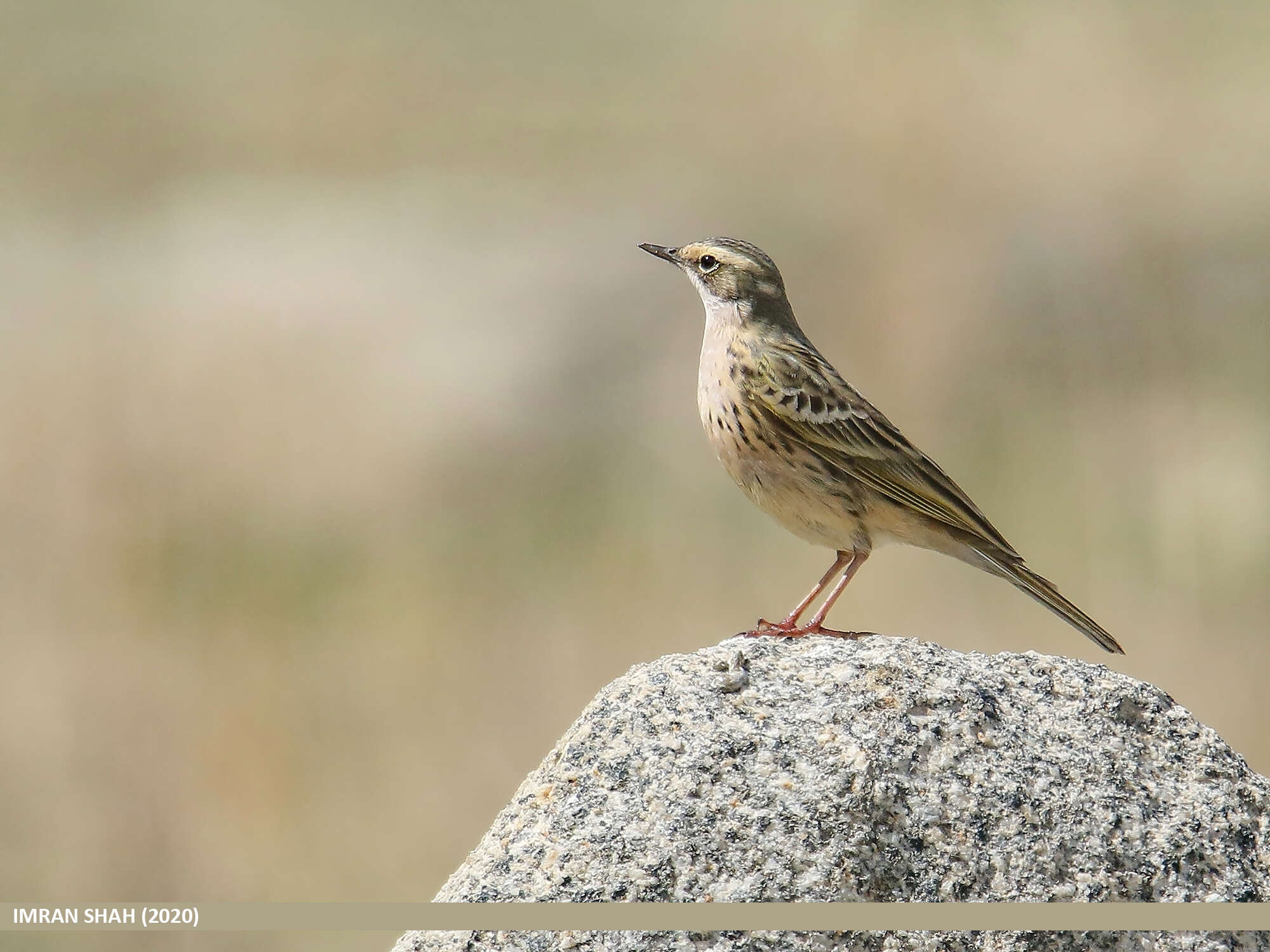 Image of Rosy Pipit