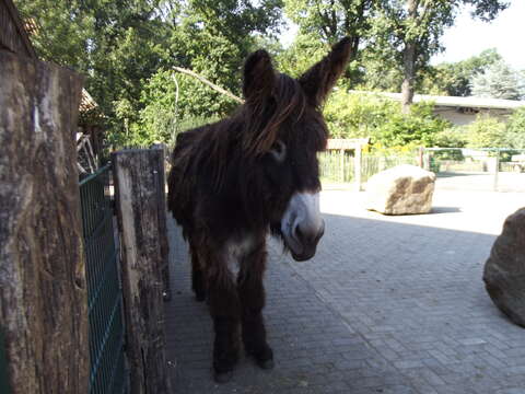 Image of Ass -- Feral donkey