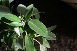 Imagem de Salvia officinalis L.