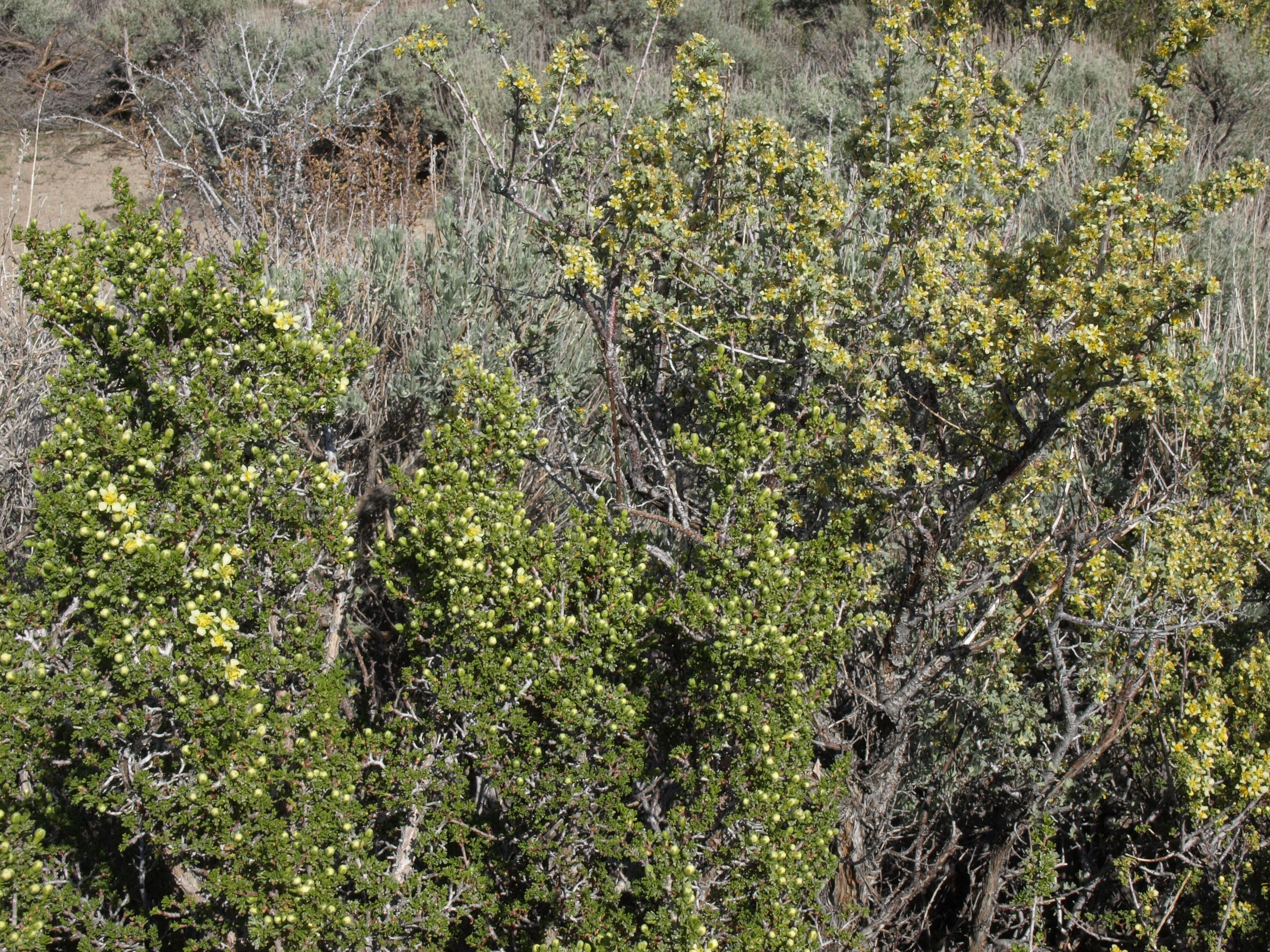 Image of desert bitterbrush