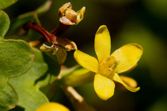 Image of golden currant