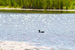 Image of Fulica Linnaeus 1758