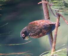 Image of Bronze-winged Parrot