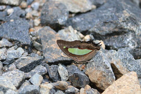 Image of Polyura athamas Drury 1773