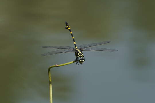 صورة Ictinogomphus rapax (Rambur 1842)