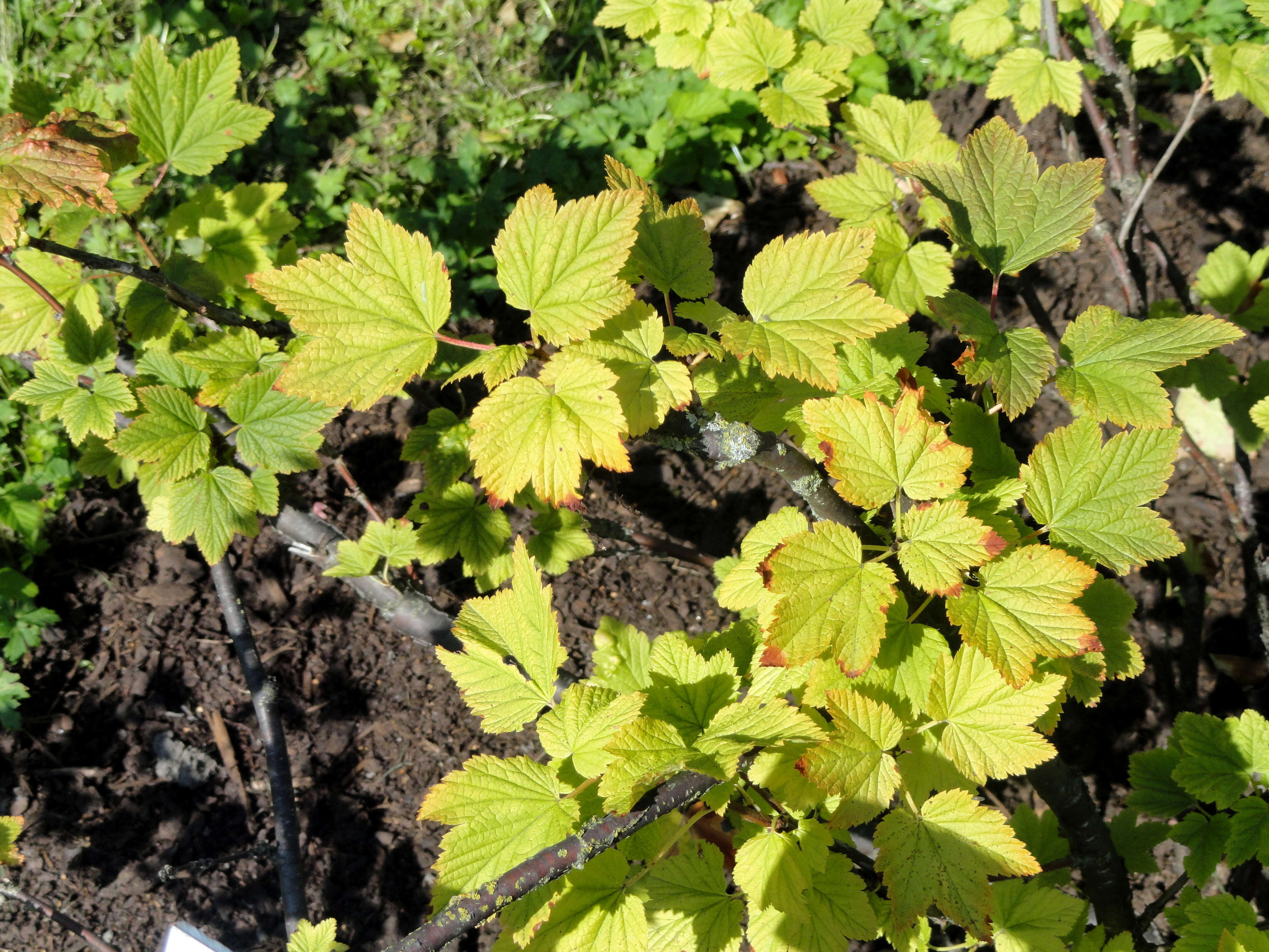 Image of Rock Red Currant