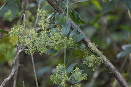 Plancia ëd Rubia cordifolia L.