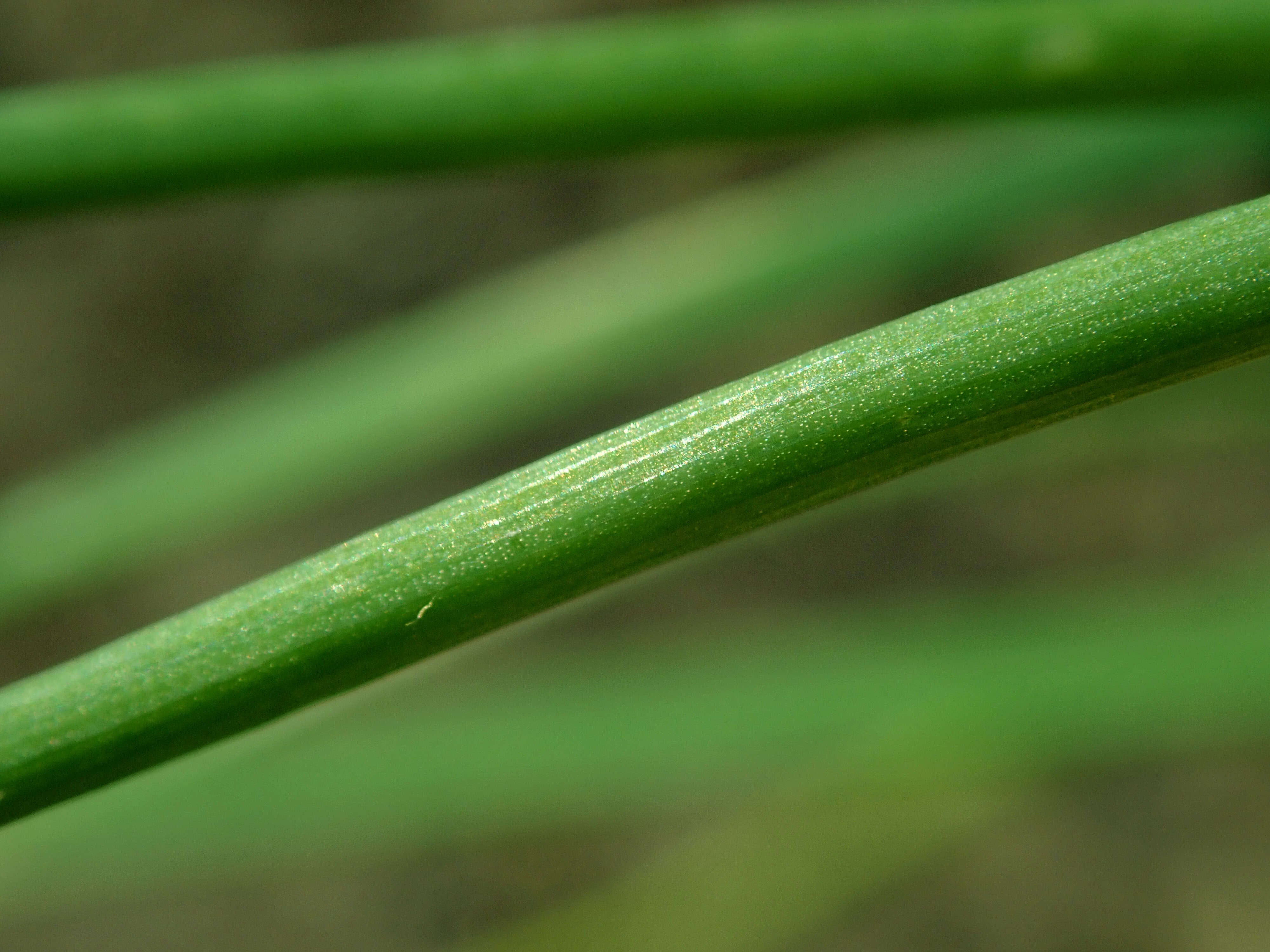 Image of wild chives