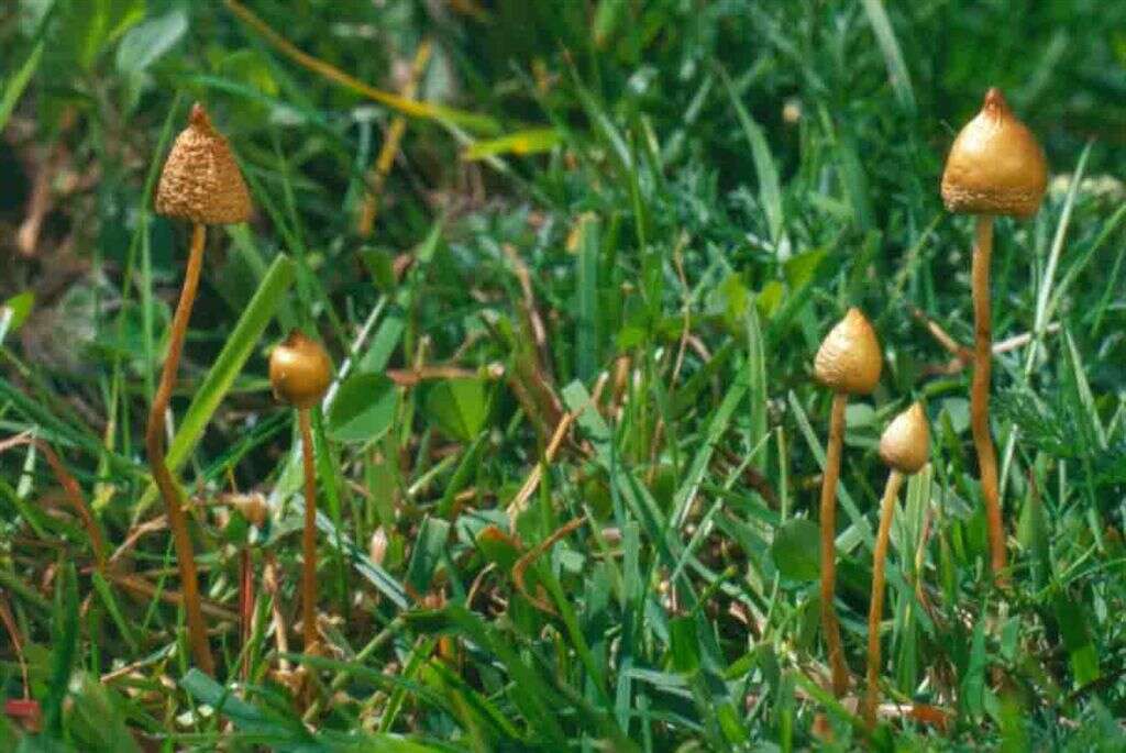 Plancia ëd Psilocybe semilanceata (Fr.) P. Kumm. 1871