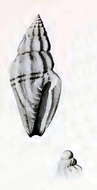 Sivun Eucithara arenivaga Hedley 1922 kuva