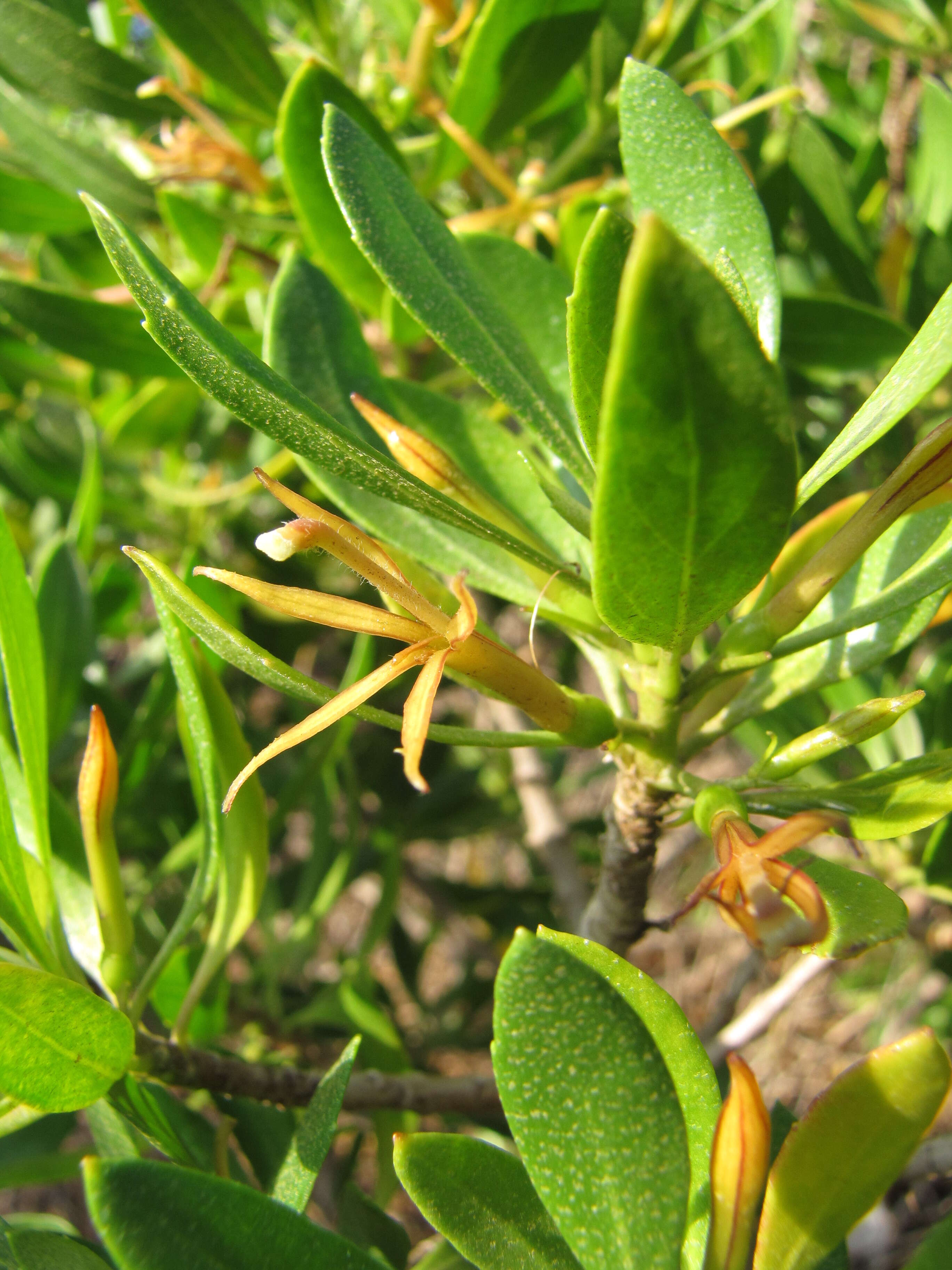 Image of ridgetop naupaka