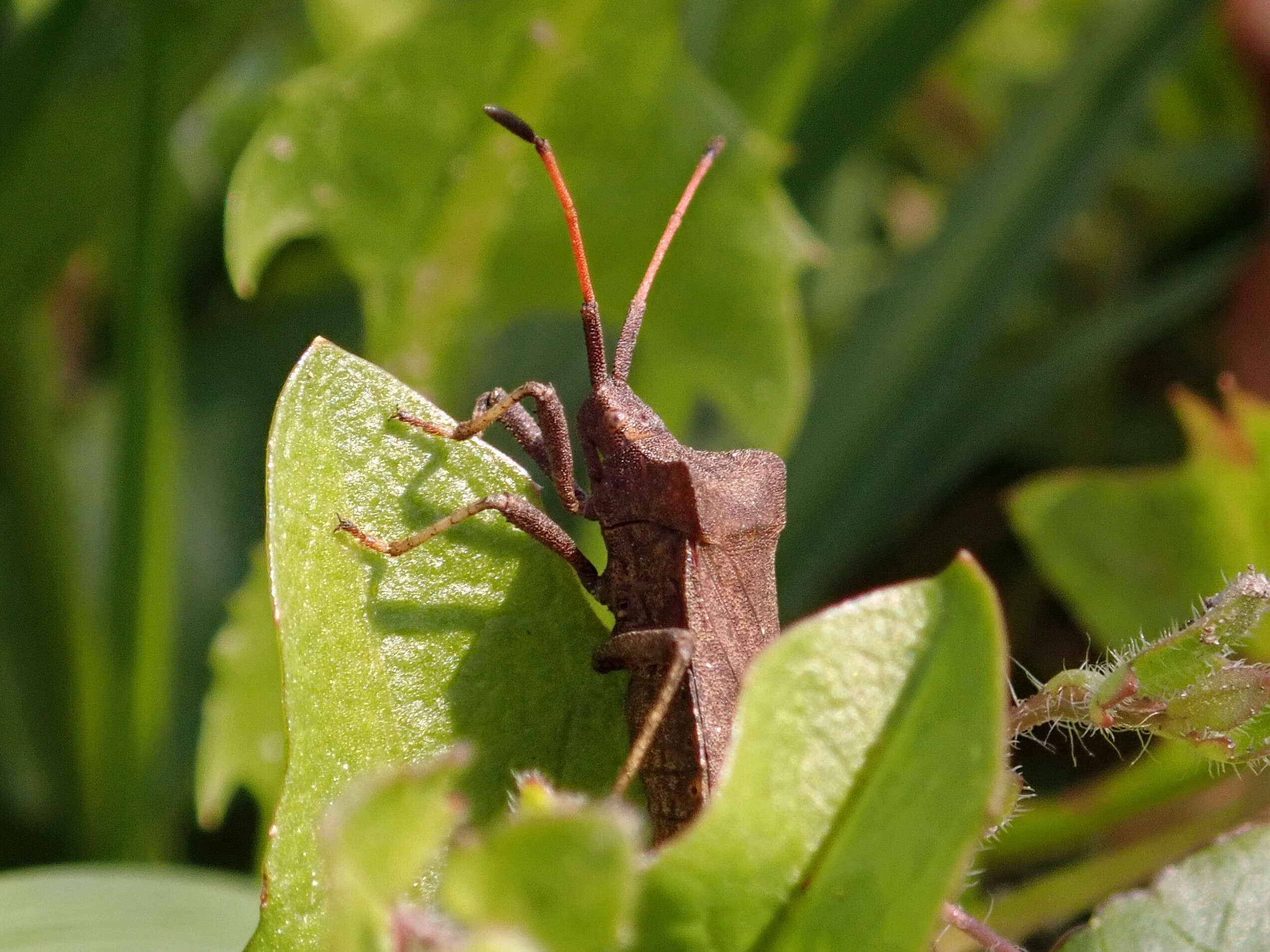 Image of Coreus