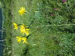 Image of black salsify