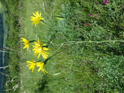 Image of black salsify