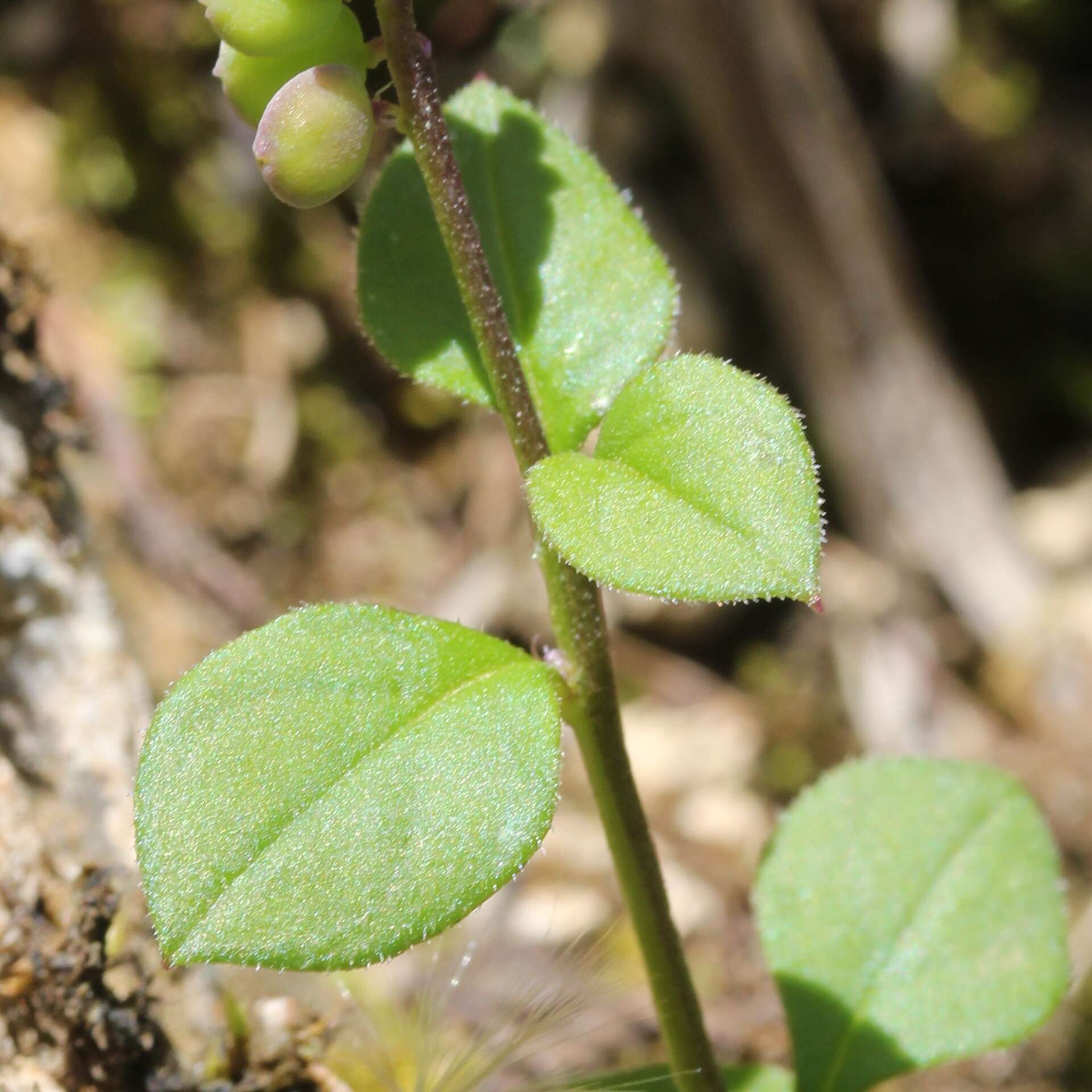 Image of Polygala tatarinowii Regel