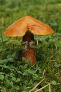 Image of Suillus grevillei (Klotzsch) Singer 1945