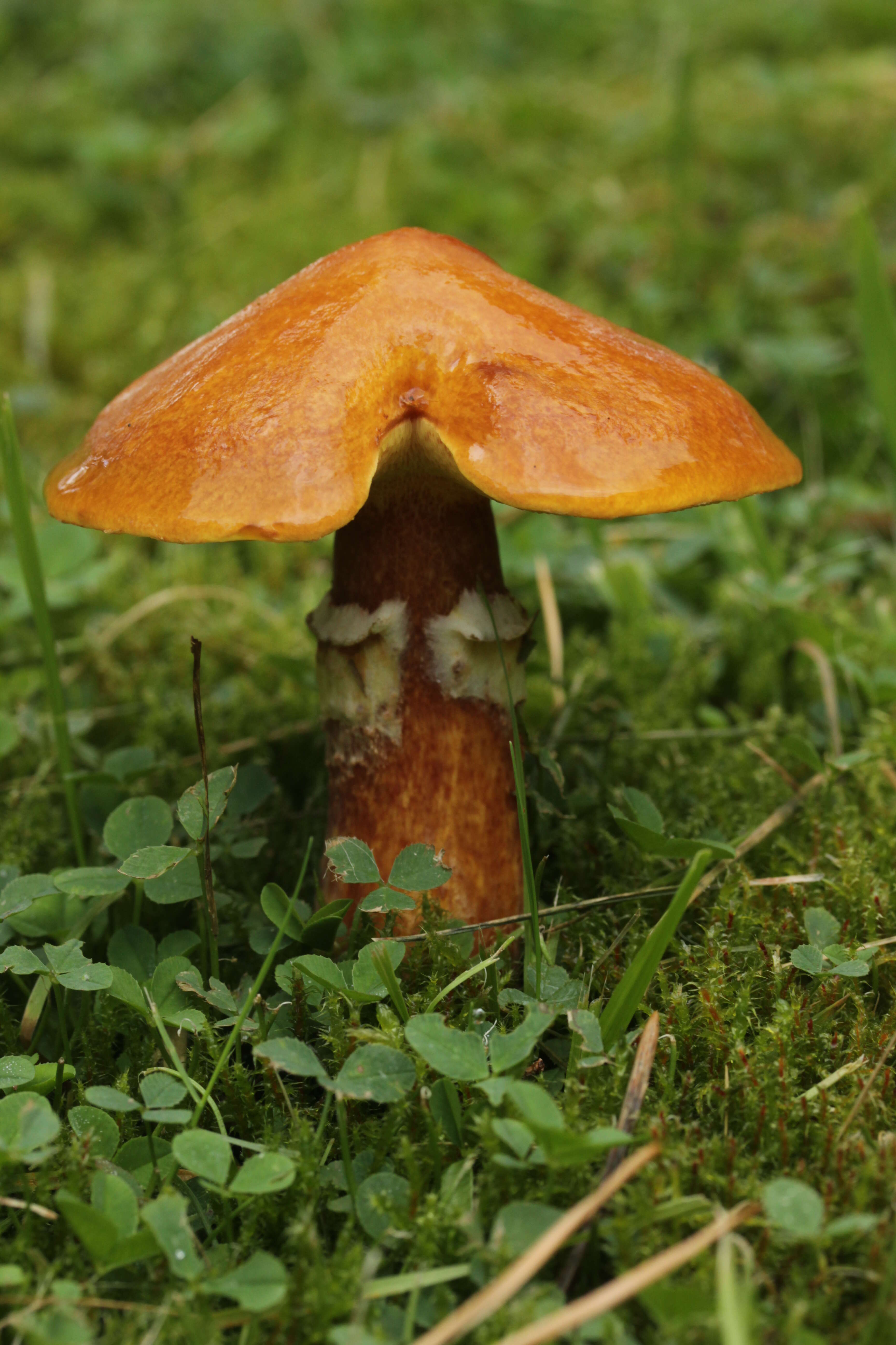 Image of Suillus grevillei (Klotzsch) Singer 1945