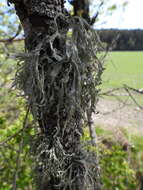 Image of cartilage lichen